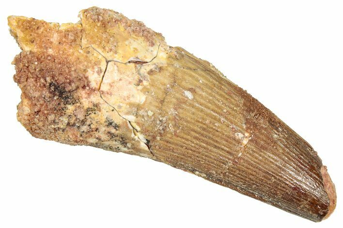 Fossil Spinosaurus Tooth - Feeding Worn Tooth #357832